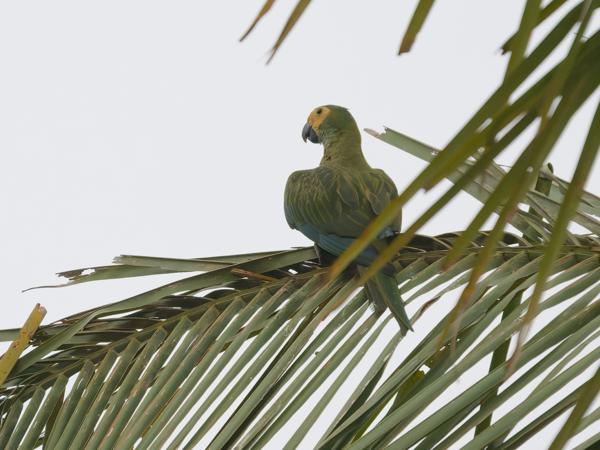 Roodbuikara (Orthopsittaca manilatus)